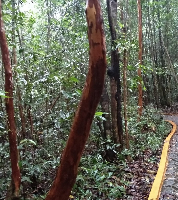 Pelawan Forest景点图片