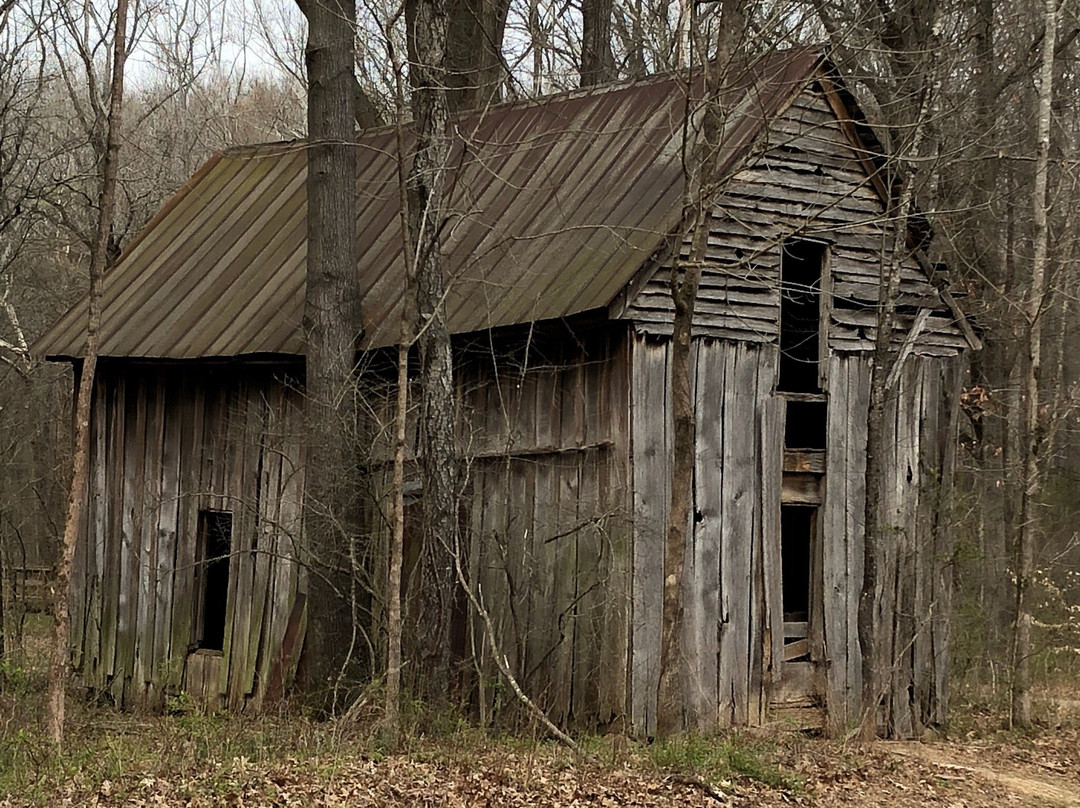 Big Cypress Tree State Park-Greenfield必去景点
