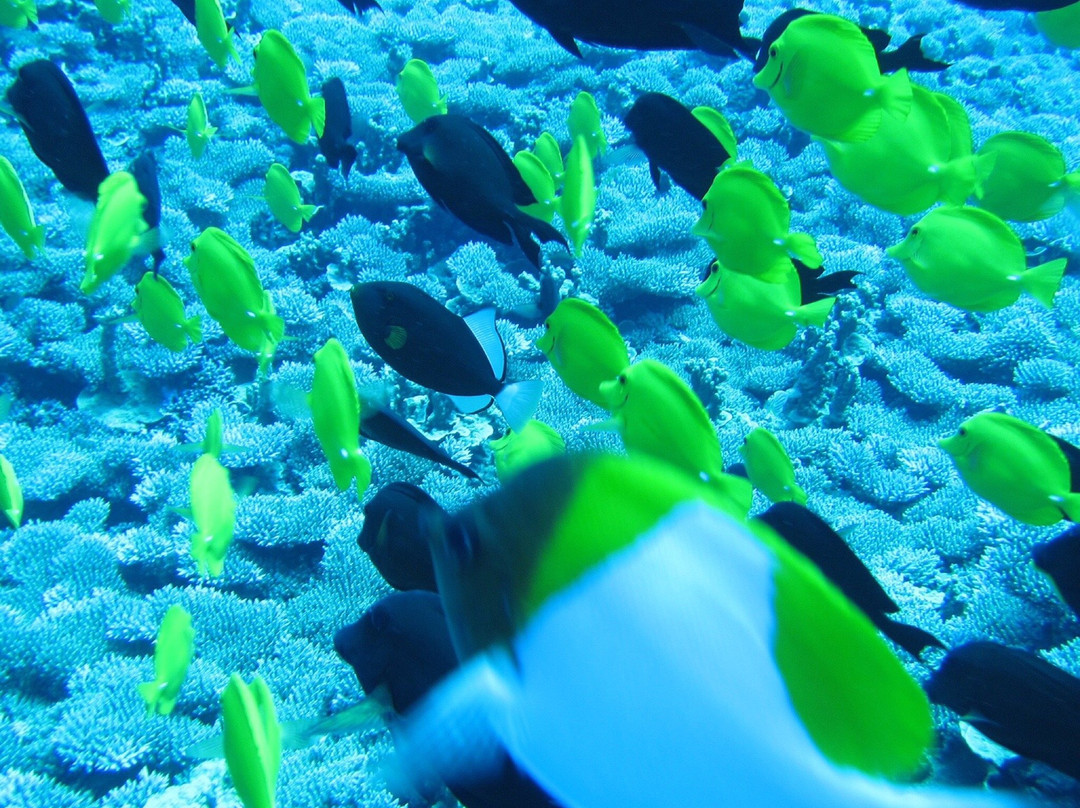 Scuba Diving in Saipan CLMC Artha-加拉班必去景点