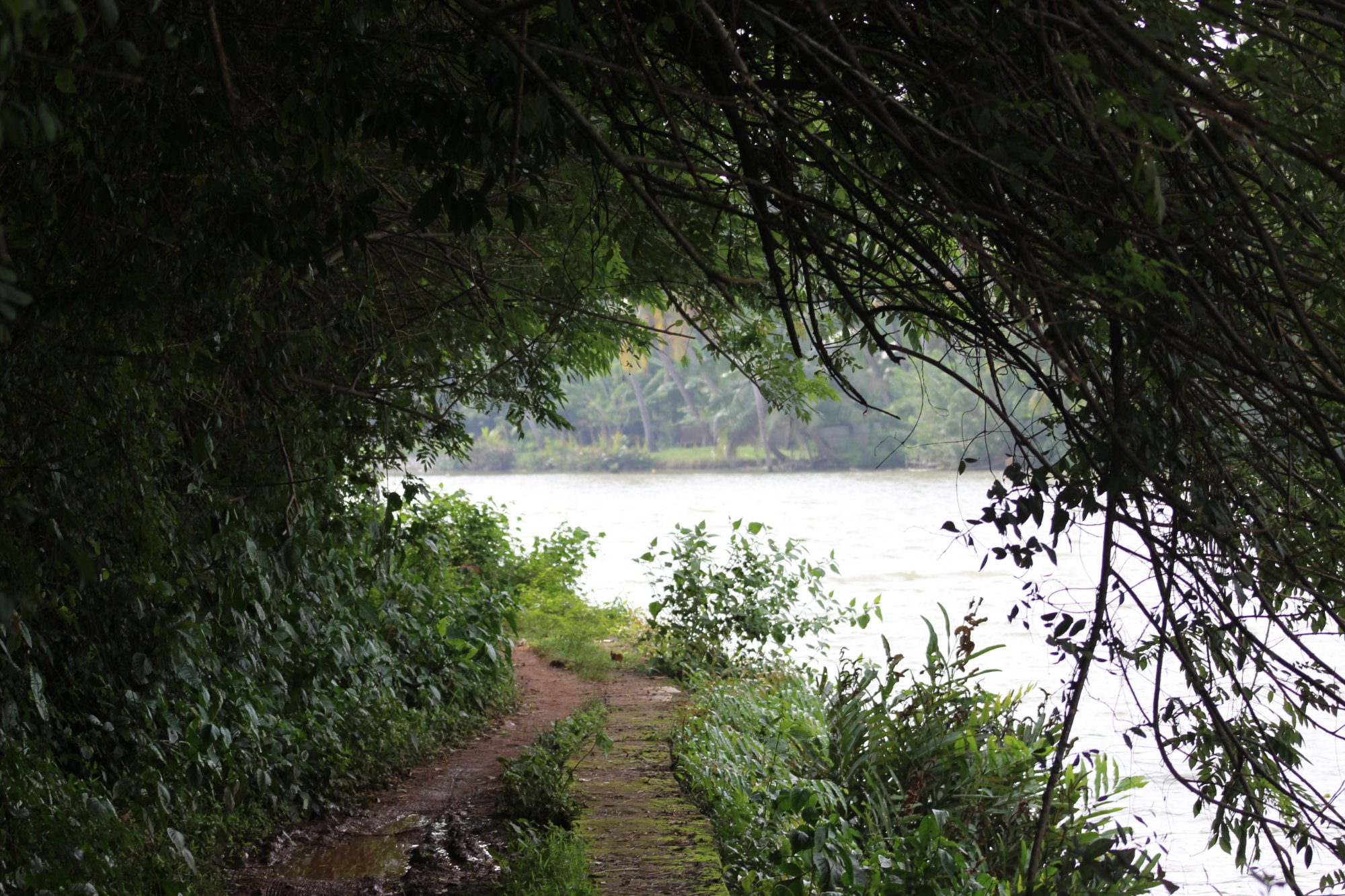 Green Chromide River View Wooden House-官方