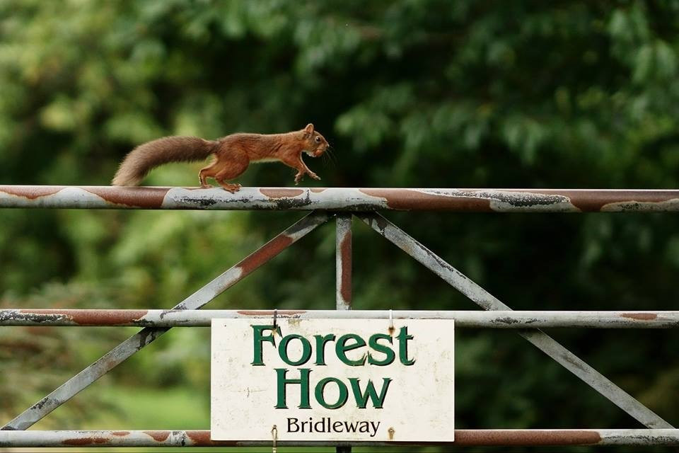 Forest How Guest House主图