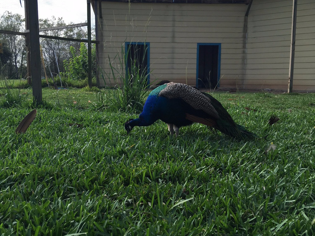 Sri Meenakshi Temple Society-皮尔兰必去景点
