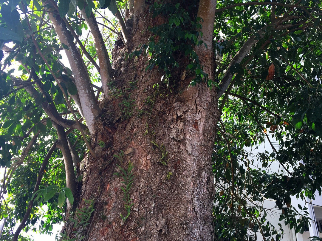 Oldest Rubber Tree-瓜拉江沙必去景点