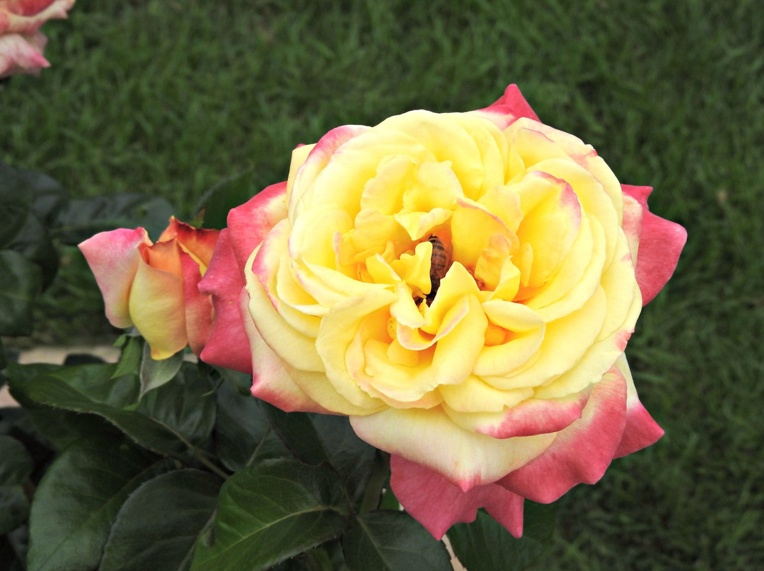 Memorial Park-奥马哈必去景点