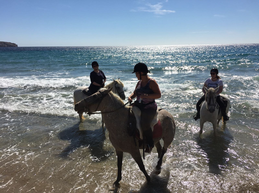 Horse Trekking in Adalusia景点图片