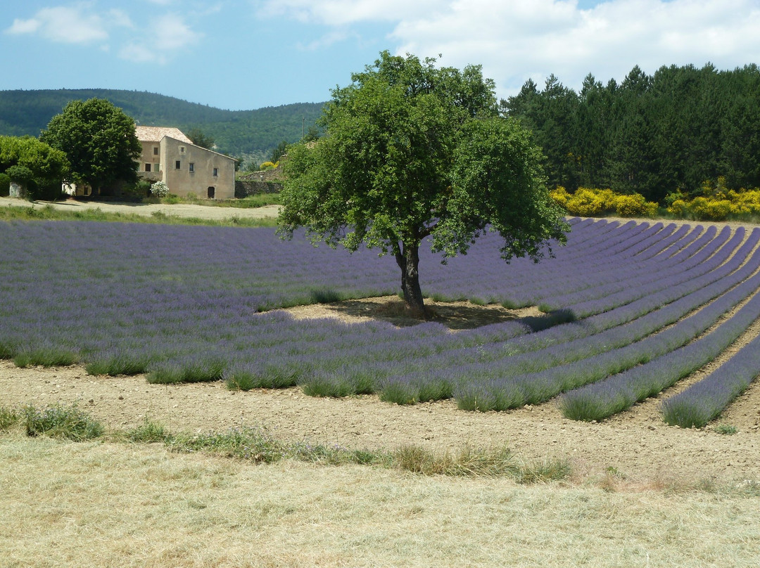 Ventoux Insolite景点图片