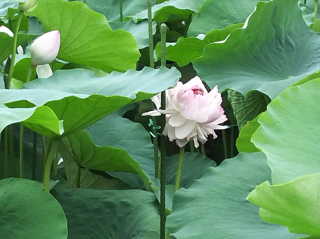 Omi Myoren Park, Omi Myoren Museum-守山市必去景点