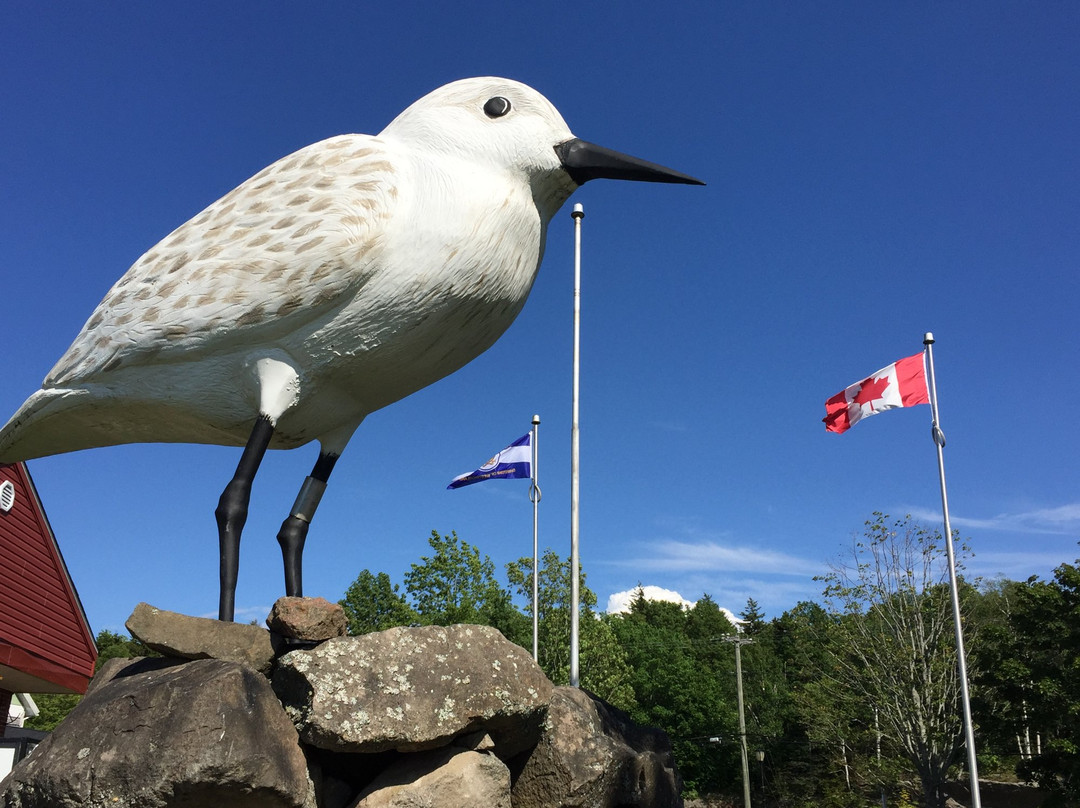 Shep - The World's Largest Semi-palmated Sandpiper-Dorchester必去景点