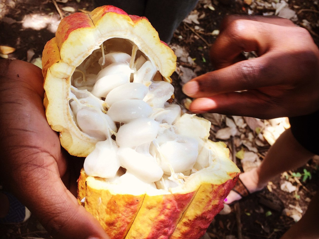 AJ Meddy Taxi & Tours Service-St. George's必去景点