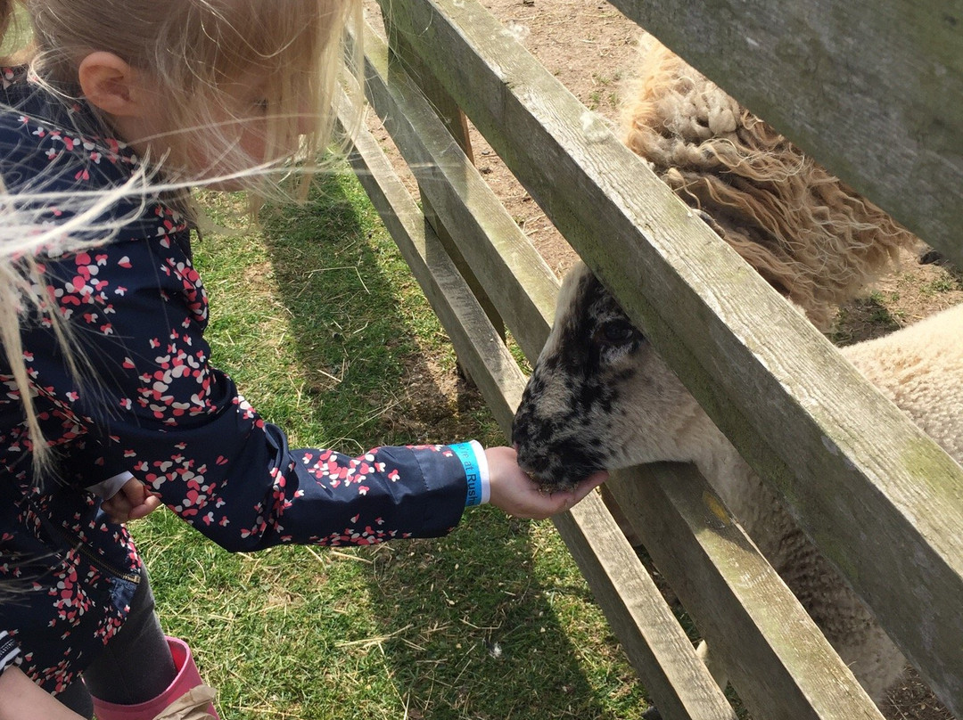 Rushmoor Farm Park and Falconry Centre景点图片