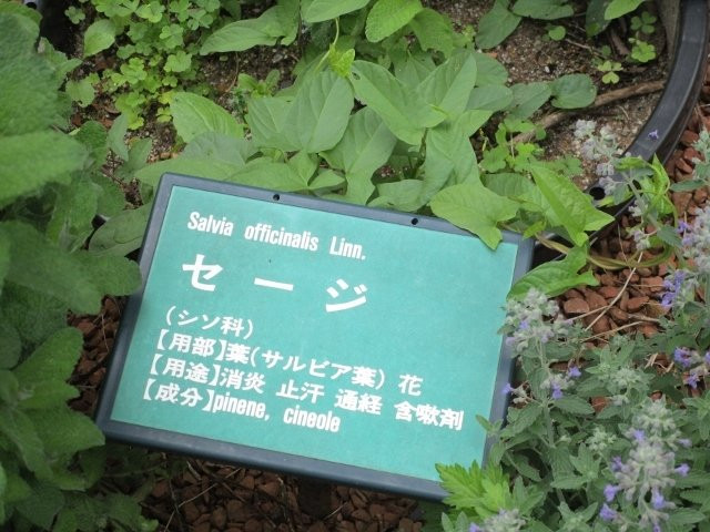 Fukuoka University Herb Garden-福冈市必去景点