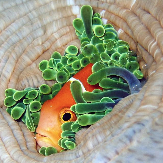 Scuba Centre Maldives-胡鲁马累必去景点