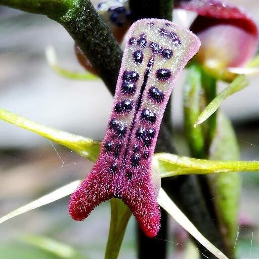 Baluk Willam Nature Conservation Reserve-贝尔格雷夫必去景点