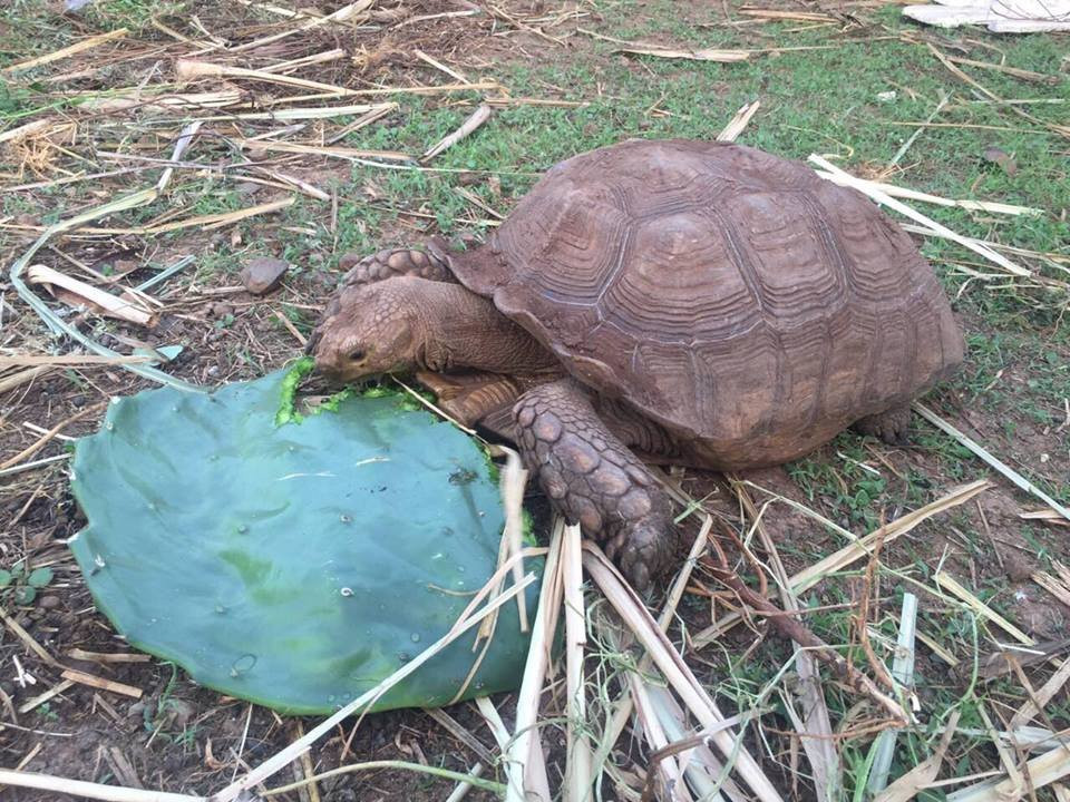 Aldeia Turistica Baia do Coral主图