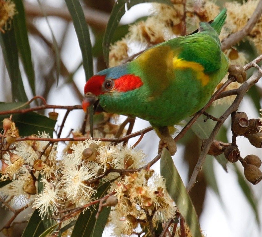 Follow That Bird-悉尼必去景点