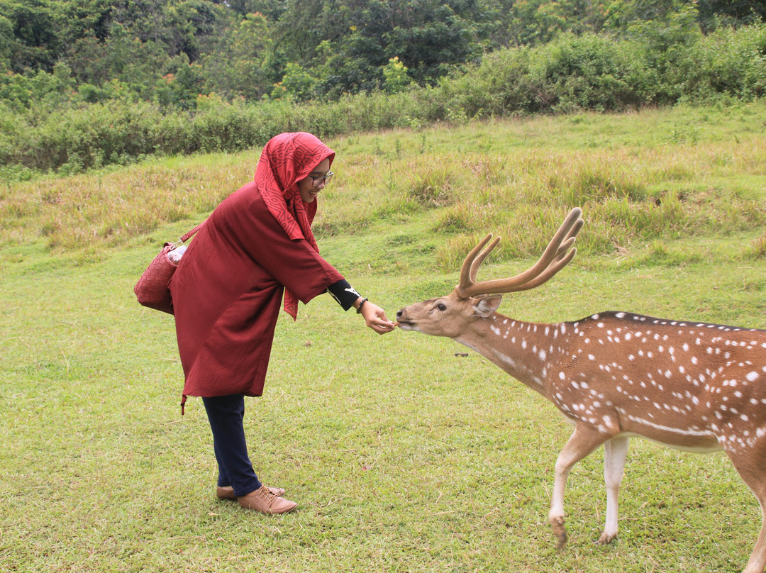 Penangkaran Rusa Cariu-茂物必去景点