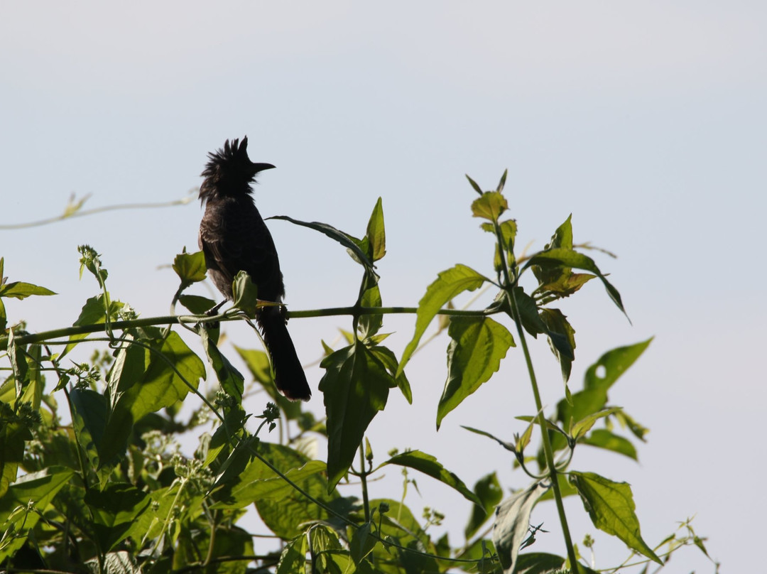 Bura-Chapori Wildlife Sanctuary景点图片