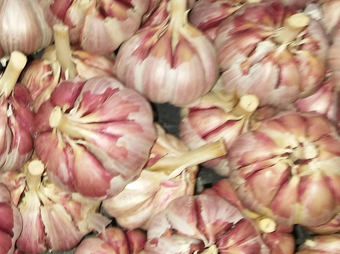 Street Market Tripoli-Tripoli必去景点