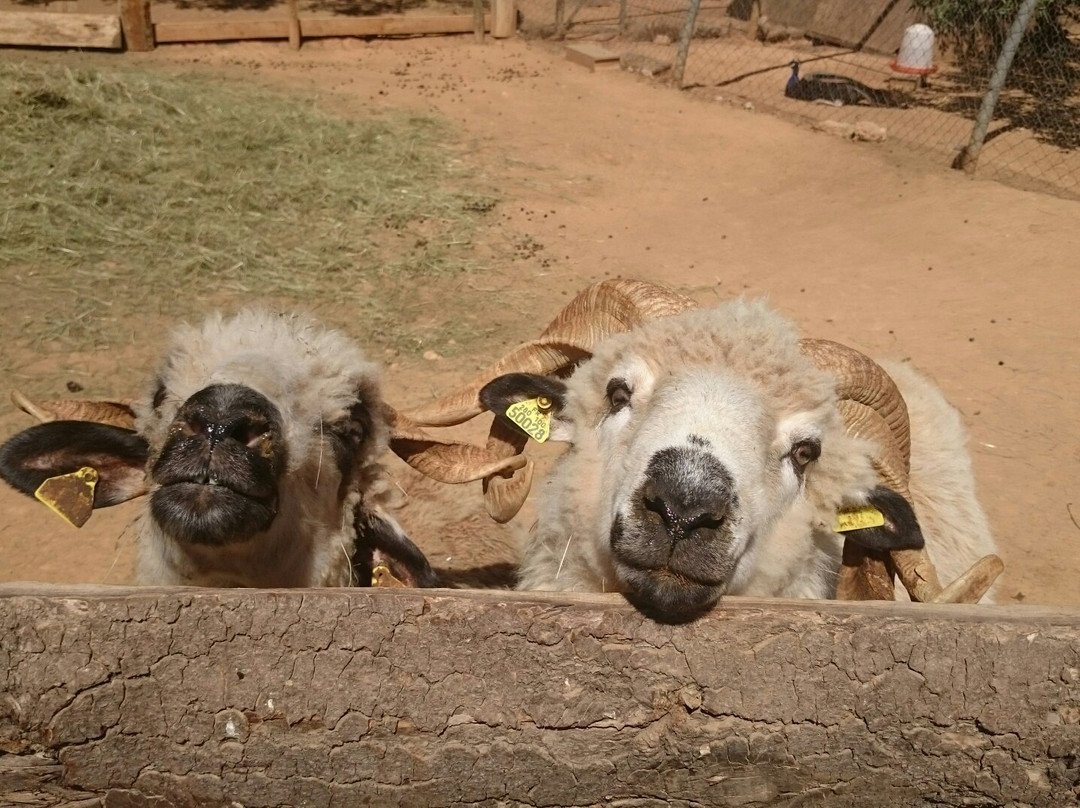 Mini Ferme Zoo-Cessenon-sur-Orb必去景点