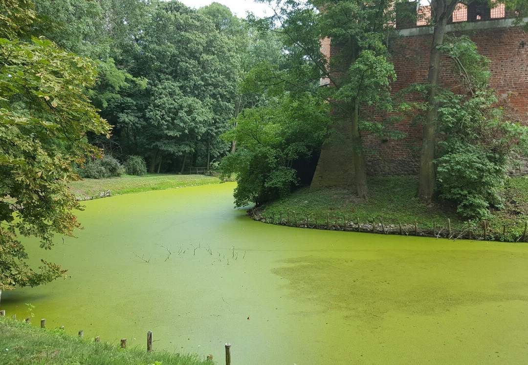 null-Kutno