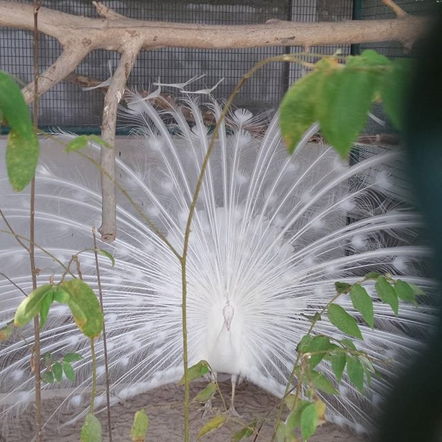 Suan Palm Farm Nok-埪坚必去景点