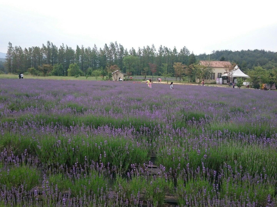 Haneui Lavender Farm-高城郡必去景点