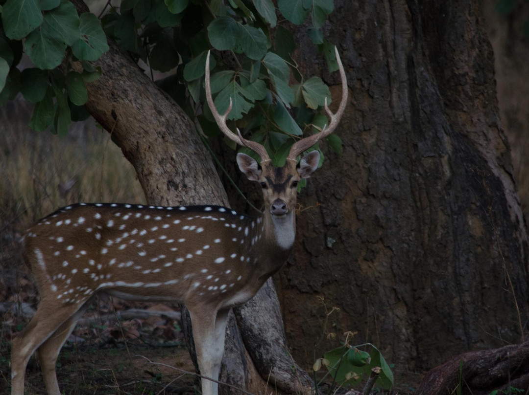 Panpatha Wildlife Sanctuary景点图片