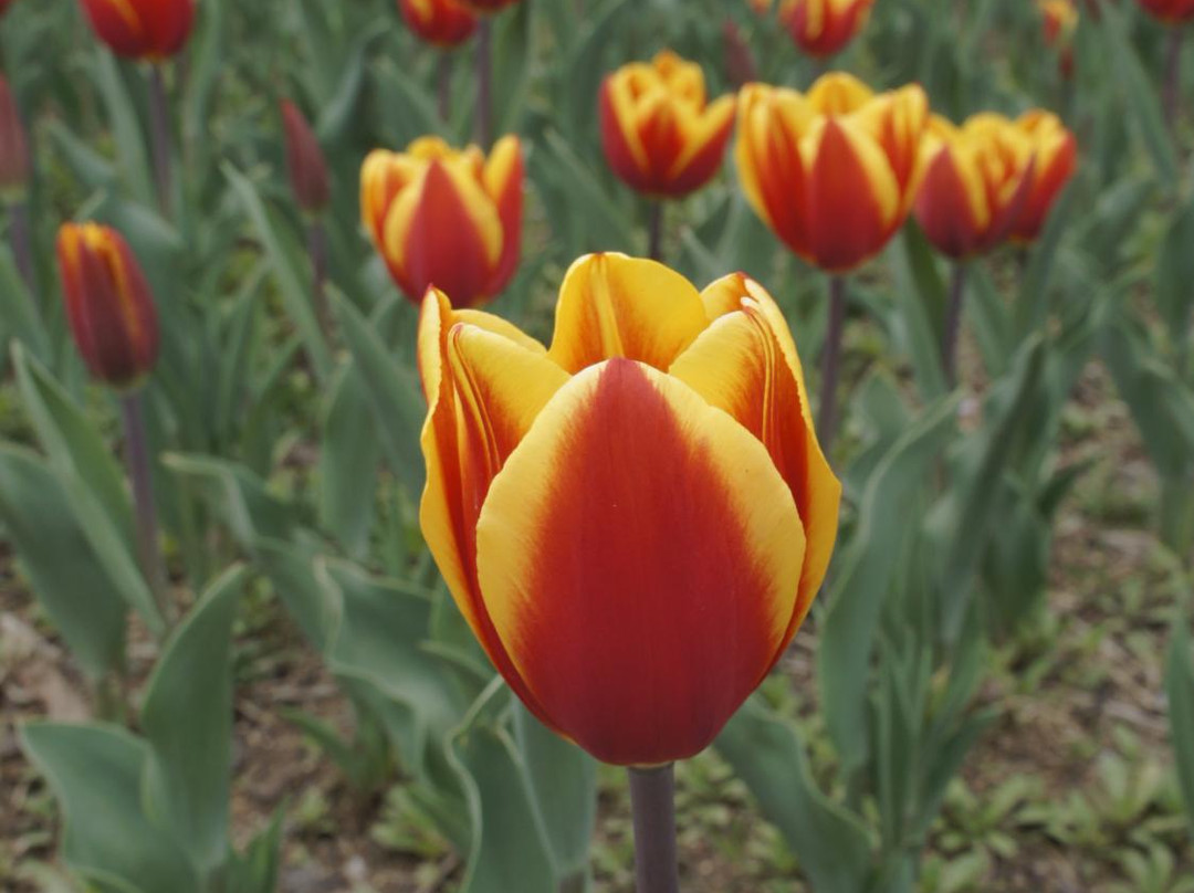 Bucheon Natural Ecological Park-富川市必去景点
