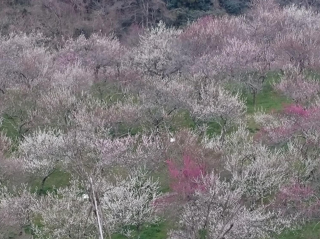 Kogezawa Plum Grove景点图片