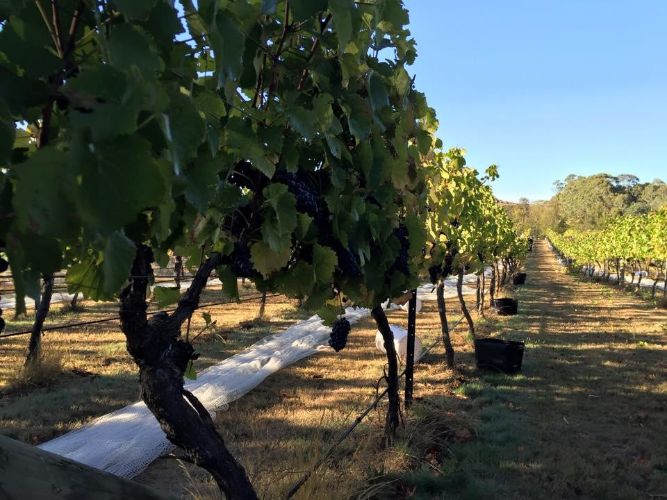 Lyons Will Estate-Lancefield必去景点