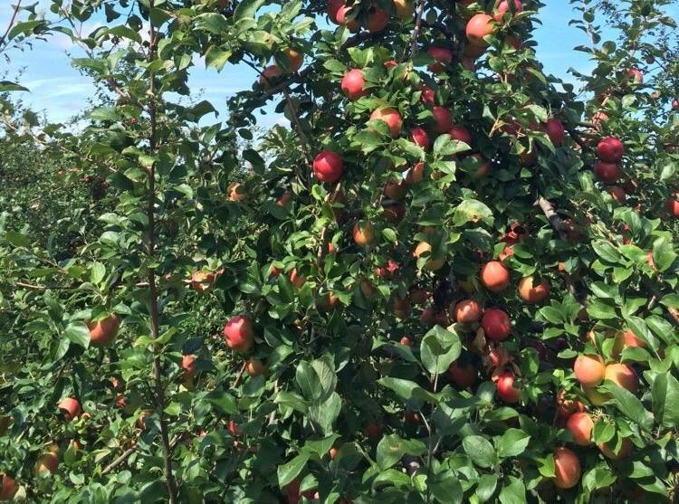 Battleview Orchards Country Store景点图片