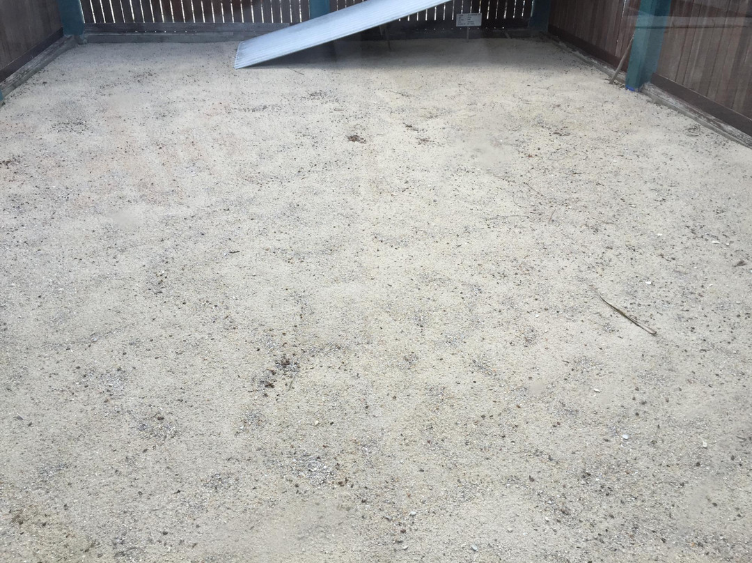 Tukik Babel Sea Turtle Hatchery-Sungailiat必去景点