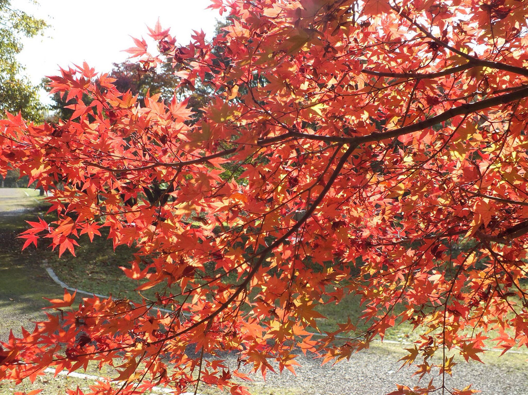 Fukuchi Sanroku Hana Park-直方市必去景点