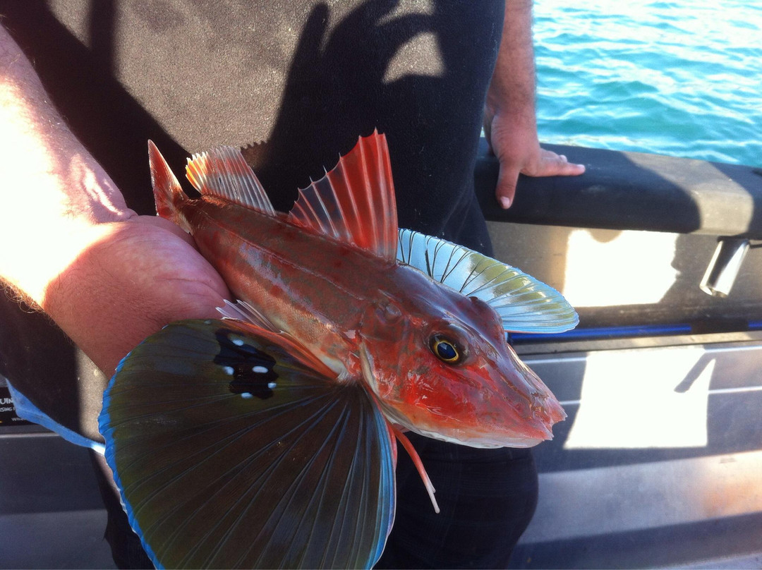 Black Pearl Fishing Charters-惠灵顿必去景点