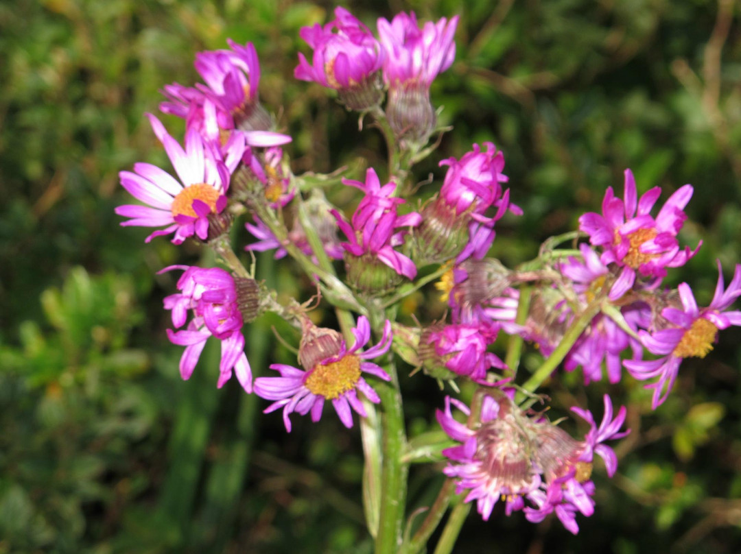 Trilha do Platô-蒙特贝尔德必去景点