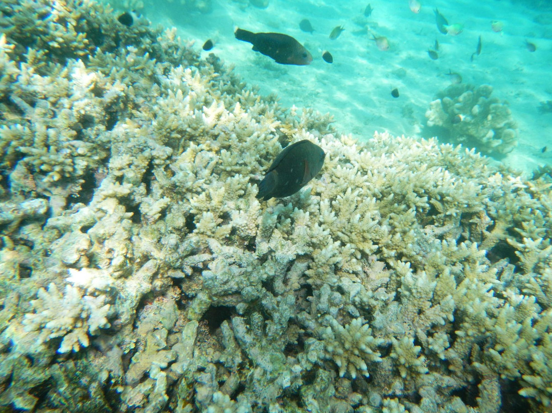 Cap'tain Némo-Mamoudzou必去景点