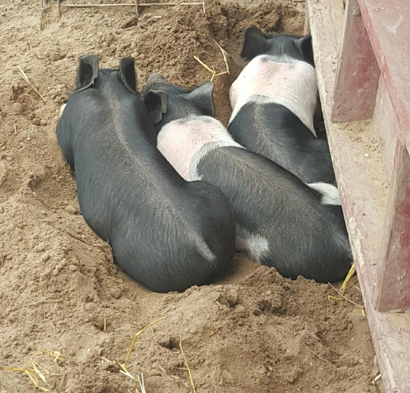 Gallaghers Farm Market-特拉弗斯城必去景点