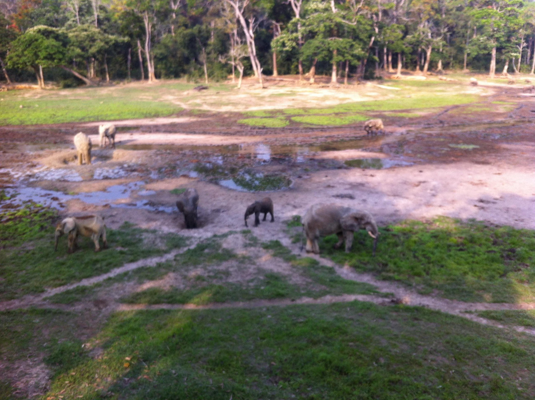 Dzanga-Sangha Reserve