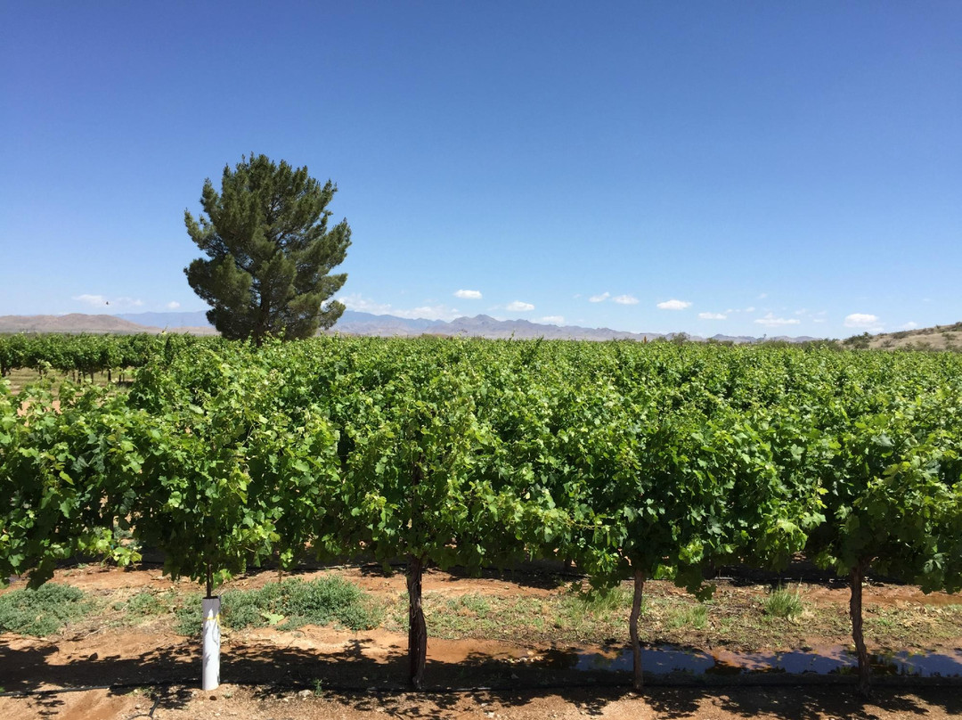 Coronado Vineyards-Willcox必去景点