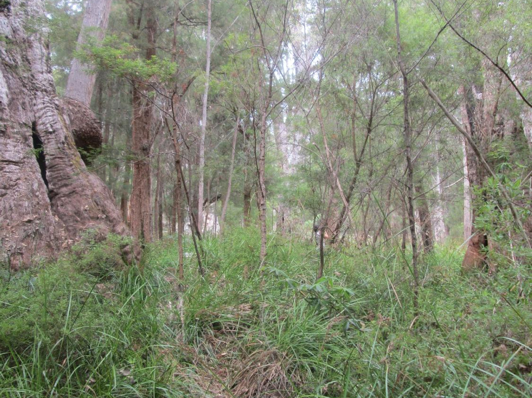 Giant Tingle Tree景点图片