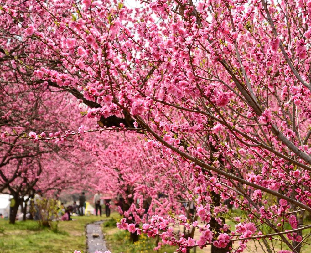 Koga Peach Matsuri-古河市必去景点