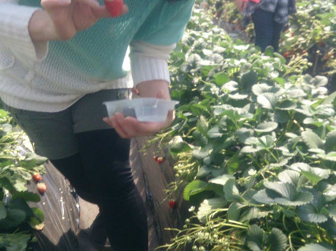 Tateyama Strawberry Picking Center-馆山市必去景点