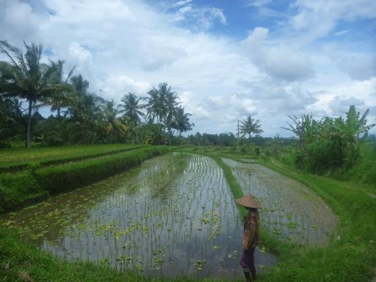 WakaLandCruise-登巴萨必去景点