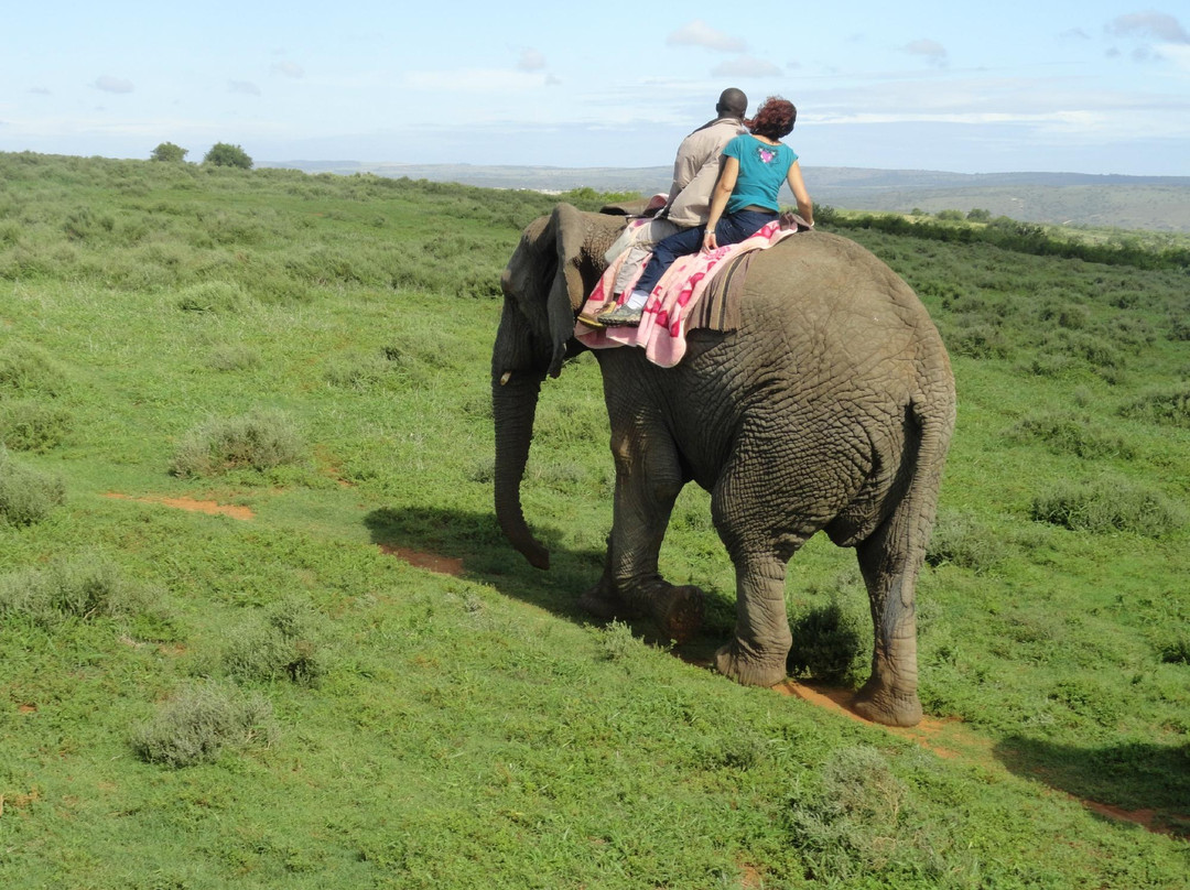 Kwantu Elephant Sanctuary景点图片