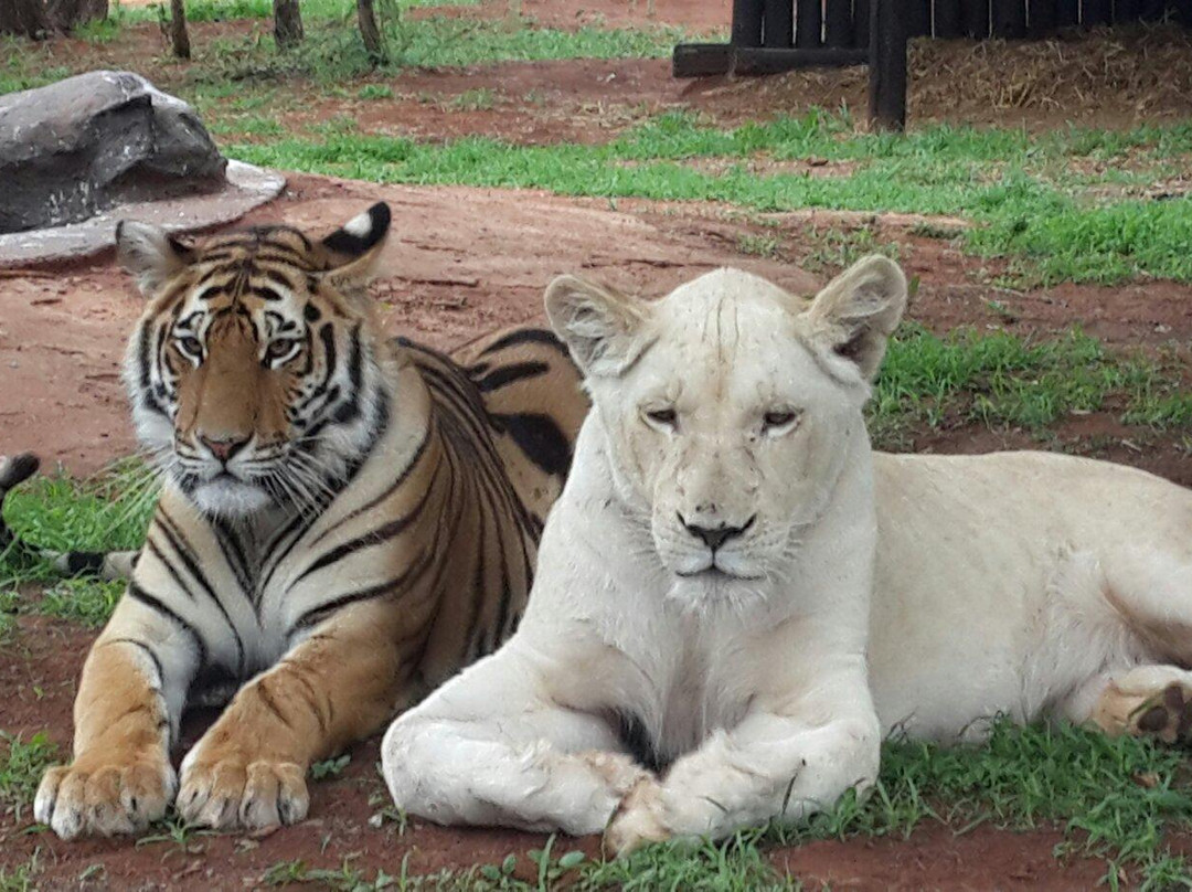 Jugomaro Predator Park