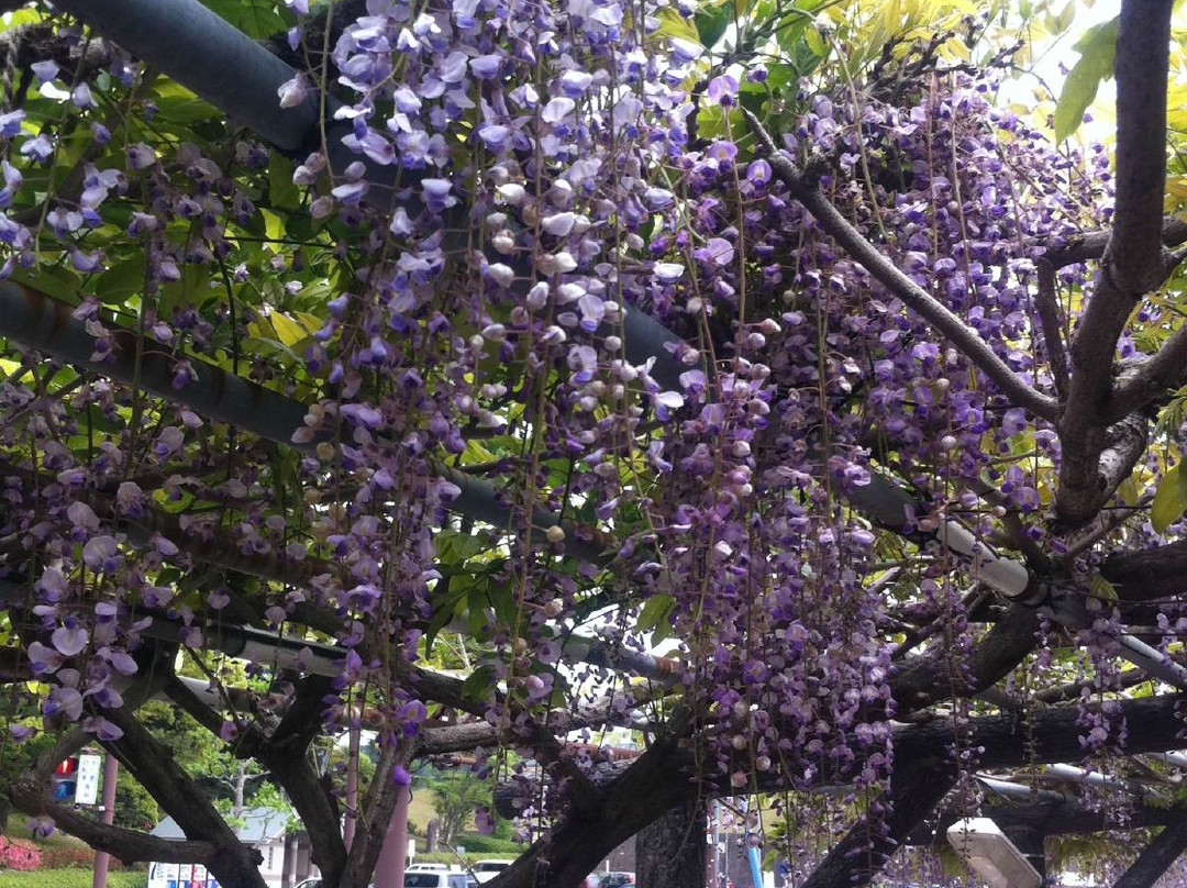 Miyuki Park-嬉野市必去景点