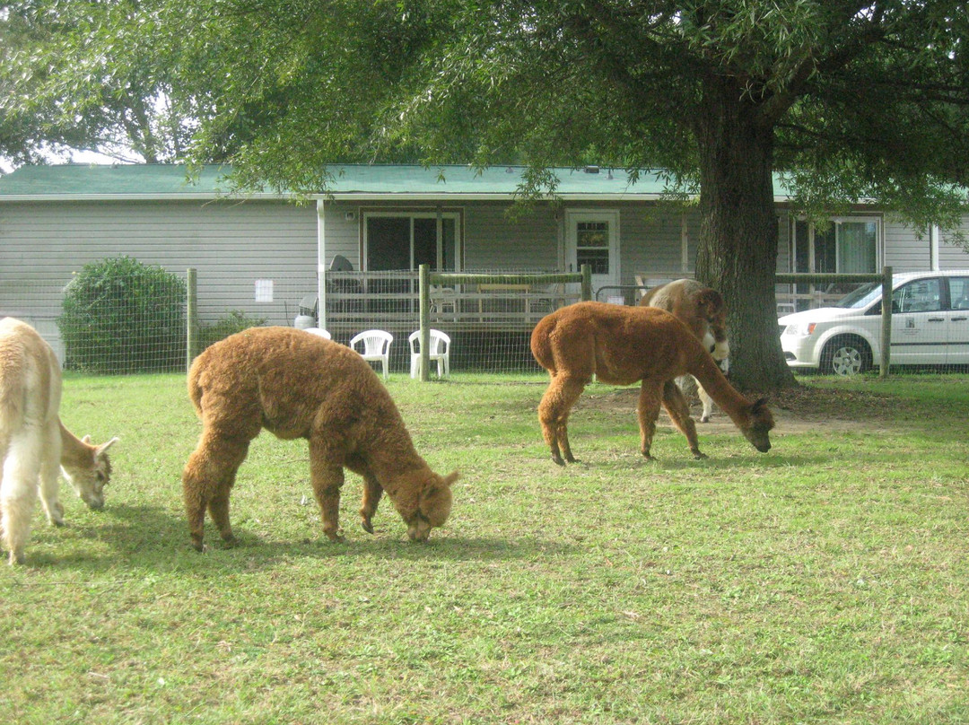 Alpaca Dreams景点图片