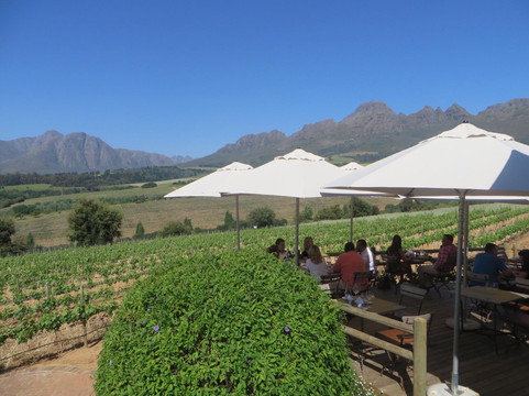 Camino Wine Tours-斯泰伦博斯必去景点