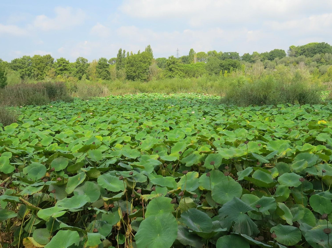 Etang de Fontmerle景点图片