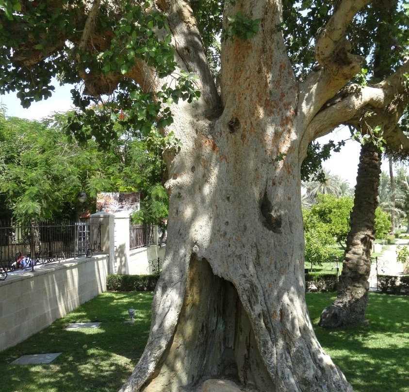 Zaccheus' Tree-Jericho必去景点